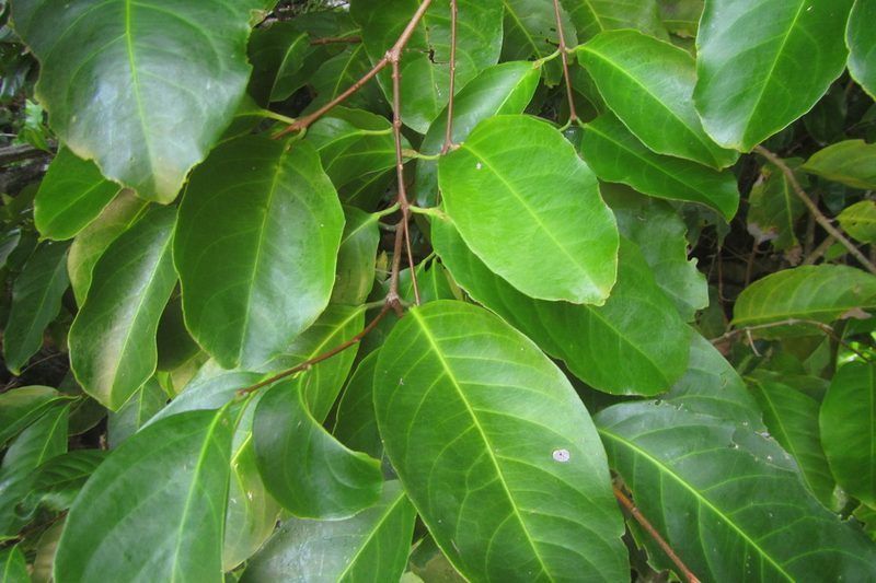 Salacia chinensis, photographed by coenobita