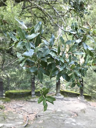 Quercus tarokoensis, photographed by Pieter Pelser