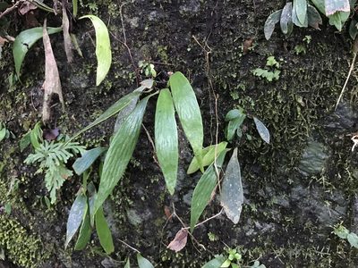 Antrophyum formosanum, photographed by Pieter Pelser