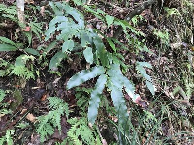 Dryopteris enneaphylla, photographed by Pieter Pelser