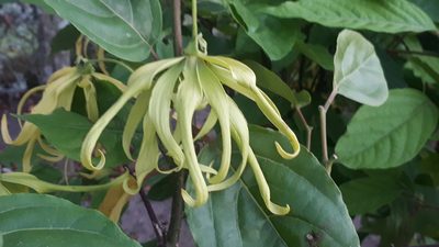 Cananga odorata, photographed by Ong Jyh Seng