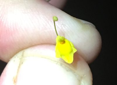 Utricularia chiribiquetensis, photographed by Andrew J. Crawford