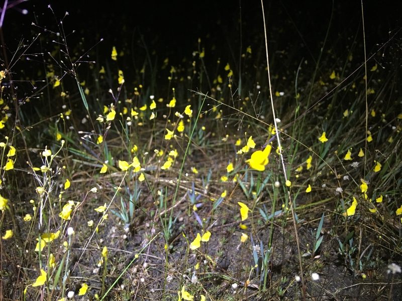 Utricularia chiribiquetensis, photographed by Andrew J. Crawford