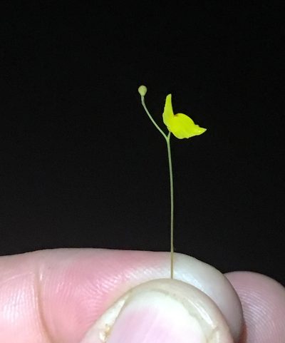 Utricularia chiribiquetensis, photographed by Andrew J. Crawford