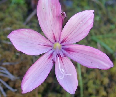 Geissorhiza outeniquensis, photographed by Nicola van Berkel