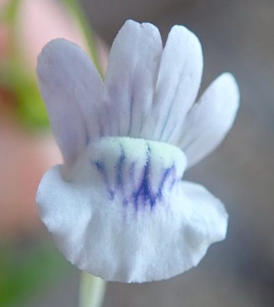 Nemesia elata, photographed by Nicola van Berkel