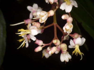 Miconia mexicana, photographed by Oscar Marín