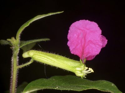 Cuphea nitidula, photographed by Oscar Marín