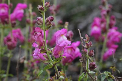 Antirrhinum linkianum, photographed by Carlos Franquinho