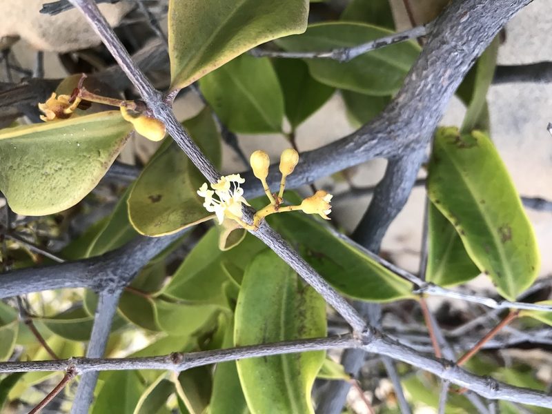 Mouriri cearensis, photographed by Tim Hirsch