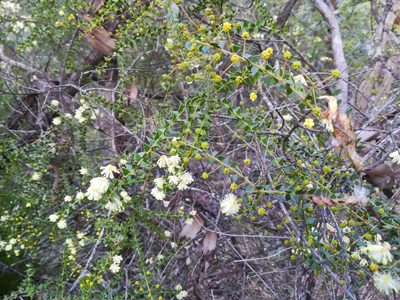 Acacia hubbardiana, photographed by Julien Renoult