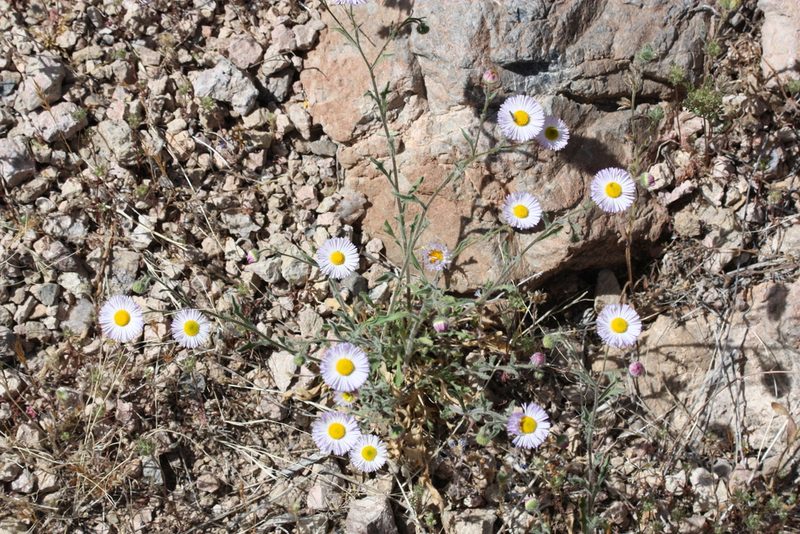 Erigeron lobatus, photographed by Robbie Hannawacker
