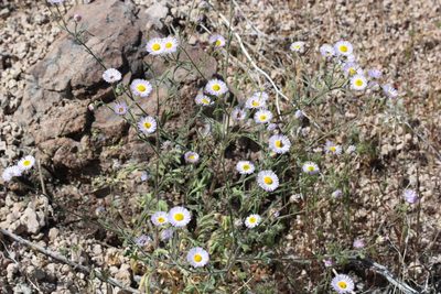Erigeron lobatus, photographed by Robbie Hannawacker