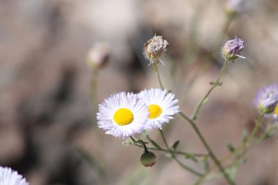 Erigeron lobatus, photographed by Robbie Hannawacker