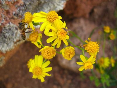 Senecio lemmonii, photographed by Robbie Hannawacker