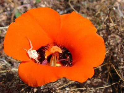 Calochortus kennedyi, photographed by Robbie Hannawacker