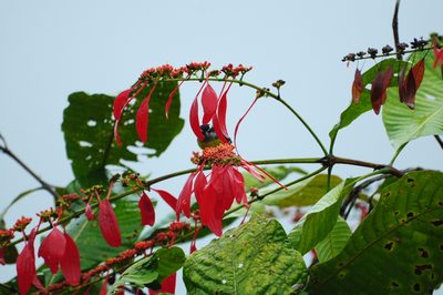 Warszewiczia coccinea, photographed by Oscar Marín