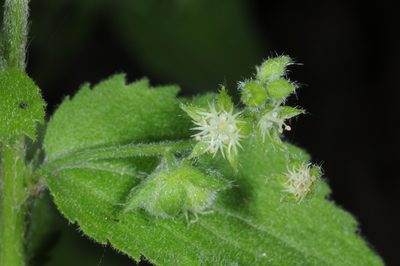 Chiropetalum griseum, photographed by aacocucci