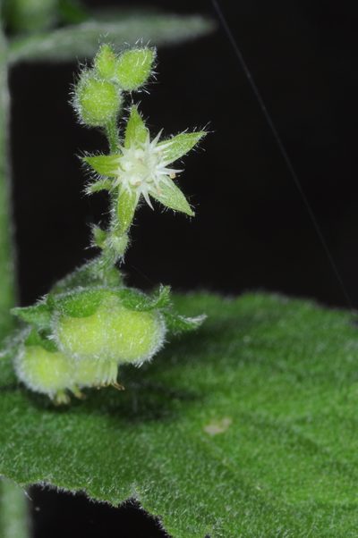 Chiropetalum griseum, photographed by aacocucci