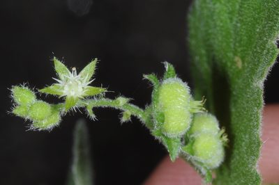 Chiropetalum griseum, photographed by aacocucci