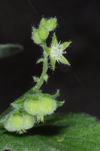 Chiropetalum griseum, photographed by aacocucci