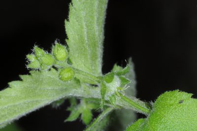 Chiropetalum griseum, photographed by aacocucci