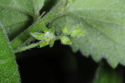 Chiropetalum griseum, photographed by aacocucci