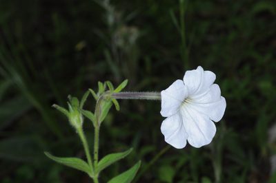 Petunia axillaris, photographed by aacocucci