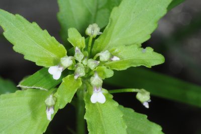 Pombalia parviflora, photographed by aacocucci