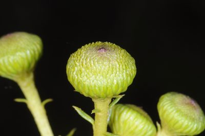 Baccharis aliena, photographed by aacocucci