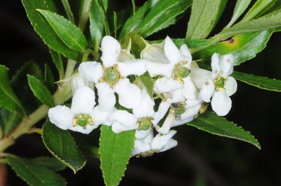 Escallonia cordobensis, photographed by aacocucci