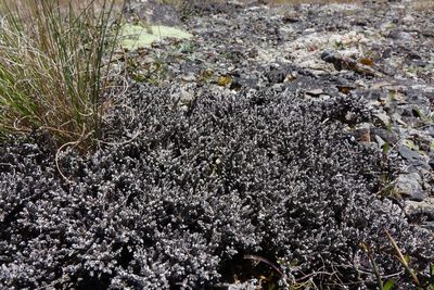 Helichrysum depressum, photographed by John Barkla