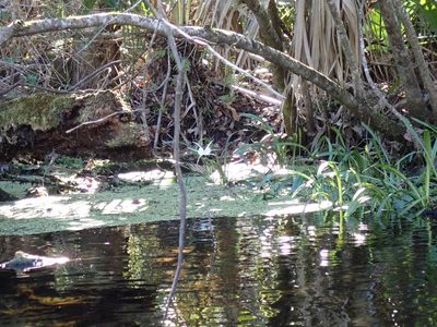 Hymenocallis tridentata, photographed by Valerie Anderson