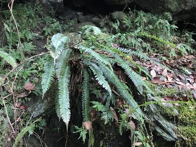 Polystichum acutidens, photographed by Pieter Pelser