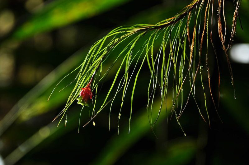 Guzmania graminifolia, photographed by Oscar Marín