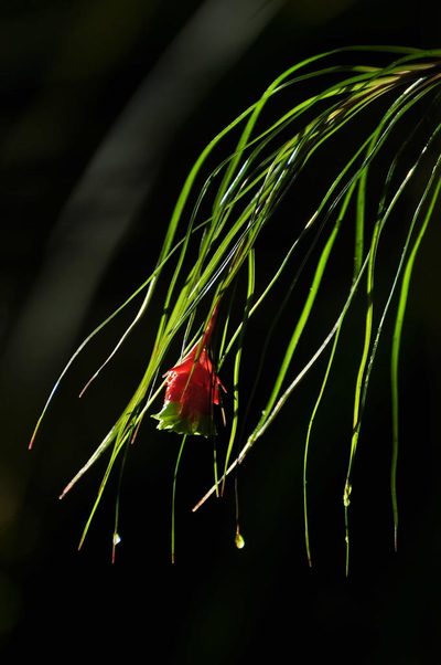 Guzmania graminifolia, photographed by Oscar Marín