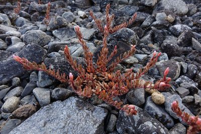Epilobium rostratum, photographed by John Barkla