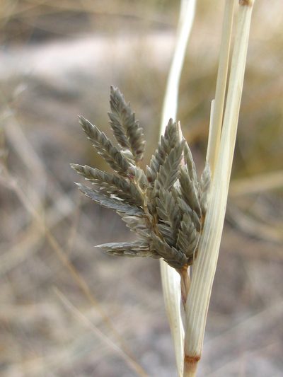 Cyperus melanostachyus, photographed by Robbie Hannawacker