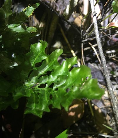 Trichomanes hostmannianum, photographed by Andrew J. Crawford