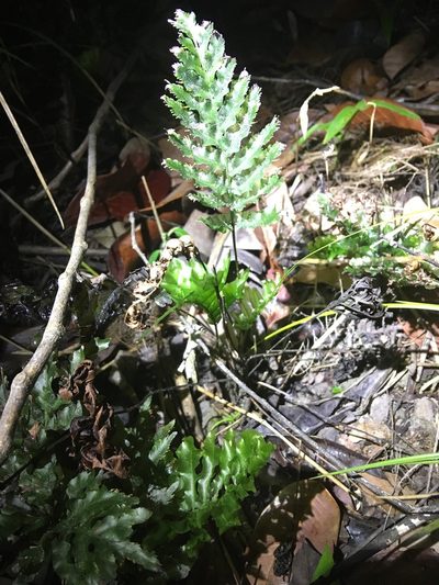 Trichomanes hostmannianum, photographed by Andrew J. Crawford