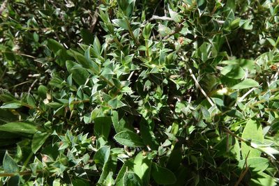 Pimelea pseudolyallii, photographed by John Barkla