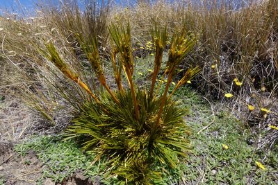Aciphylla montana, photographed by John Barkla