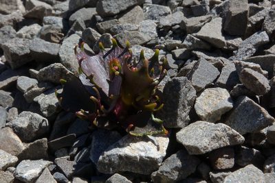 Lobelia roughii, photographed by John Barkla