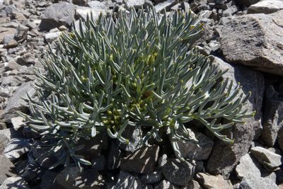 Lignocarpa carnosula, photographed by John Barkla