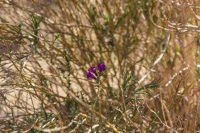Penstemon thurberi, photographed by Jeremiah Degenhardt