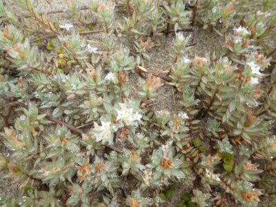 Pimelea lyallii, photographed by Mark Anderson