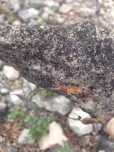 Barroetea subuligera, photographed by Oscar C. González Martínez
