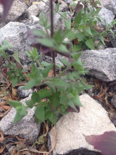 Barroetea subuligera, photographed by Oscar C. González Martínez