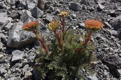 Leptinella dendyi, photographed by John Barkla