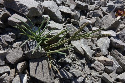Poa buchananii, photographed by John Barkla
